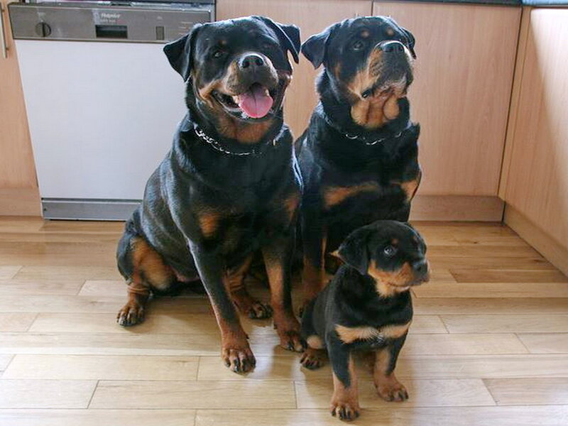 Three Rottweilers in Kitchen