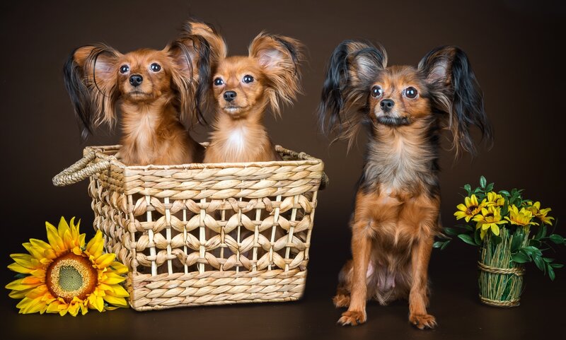 Three Russian Toy Terriers