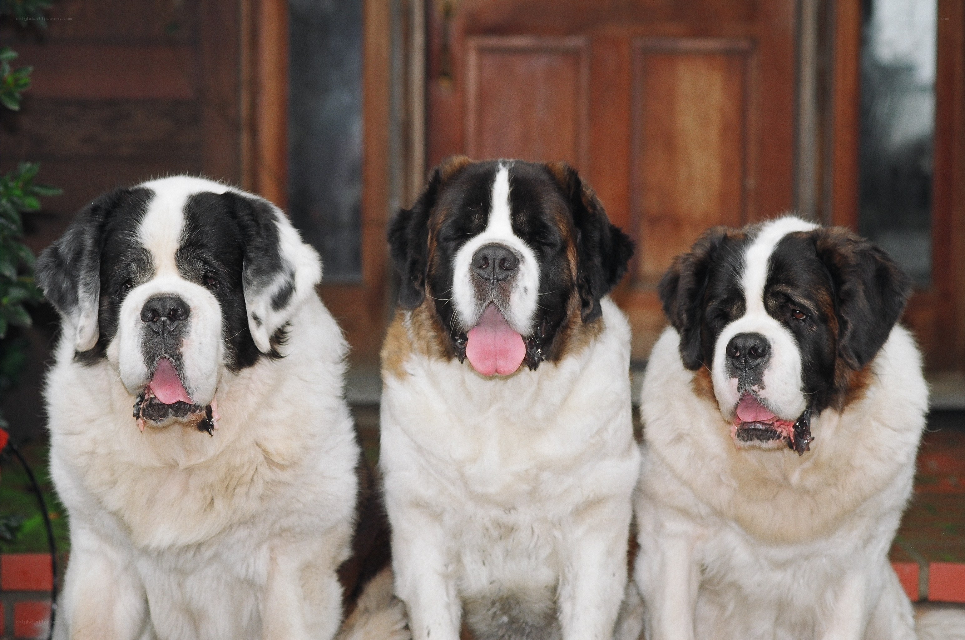 Three Saint Bernard dogs sitting