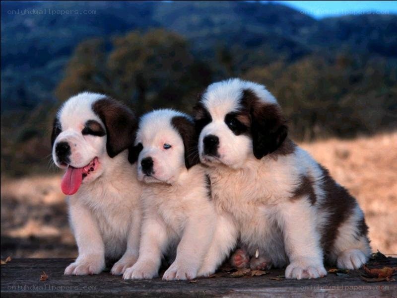 three saint bernard puppies