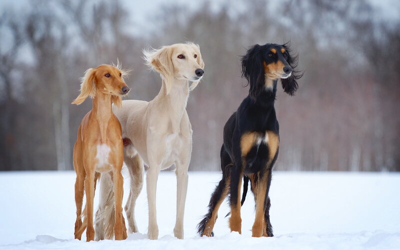 Three Saluki Dogs in Snow