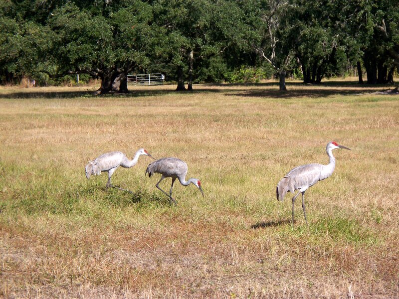 Three Sandhill Cranes