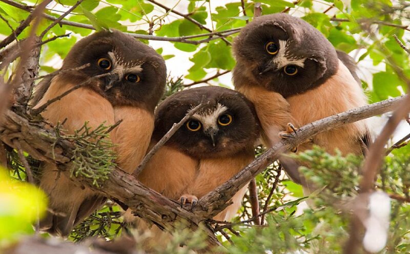 Three Saw-whet Owls