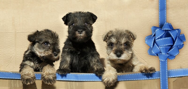 Three Schnauzer Puppies