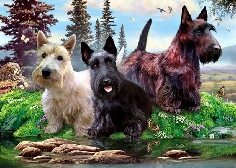 Three Scottish Terriers