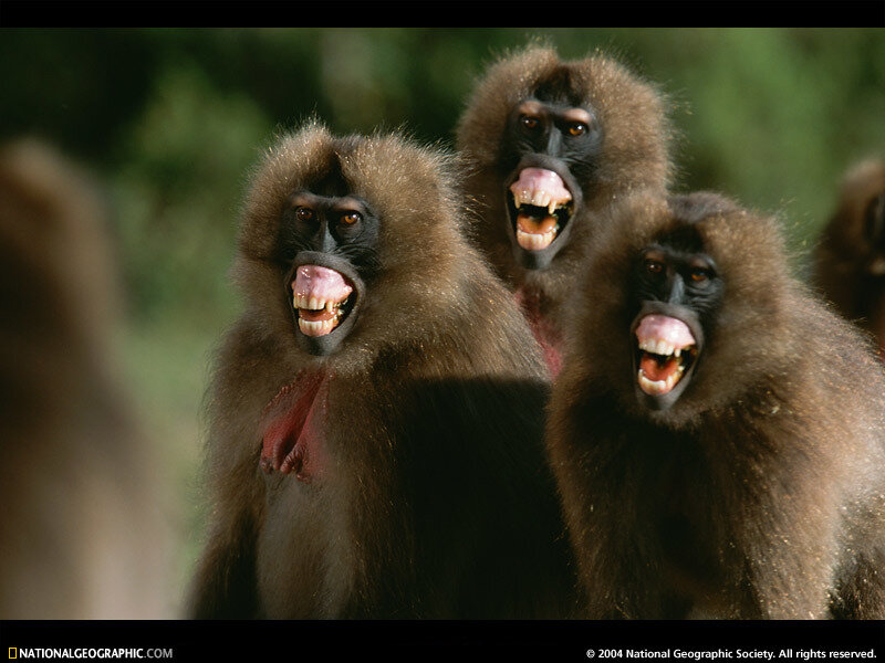 Three screaming gelada baboons