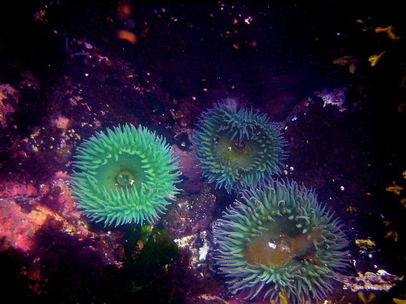 Three Sea Anemones
