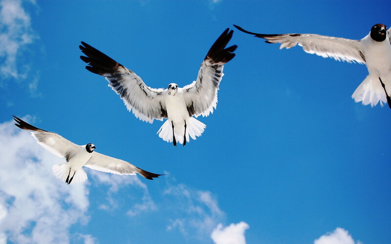 Three Seagulls Flying — Blue, Dynamic, Afternoon