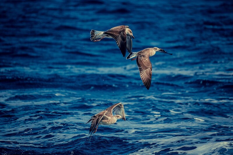 Three Seagulls Flying — Blue, Dynamic