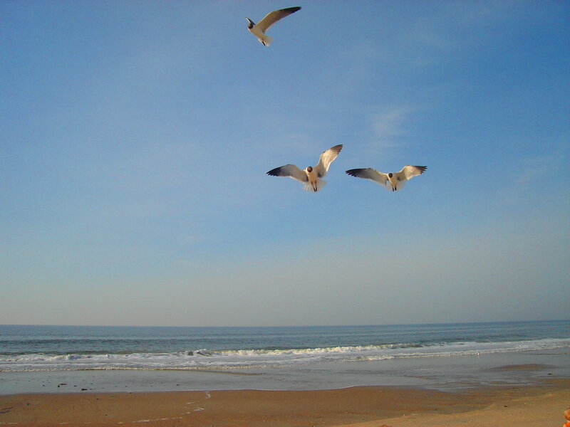 Three Seagulls Flying — Blue, Serene, Afternoon, Photograph, Beach