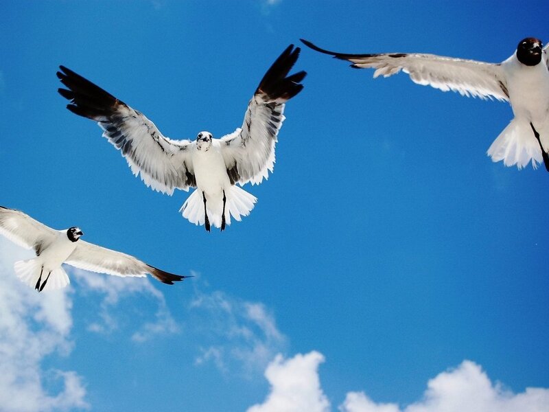 Three Seagulls Flying — Blue, Serene, Afternoon, Photograph, Sky