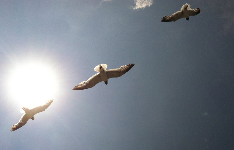 Three Seagulls Flying — Blue, Serene, Afternoon