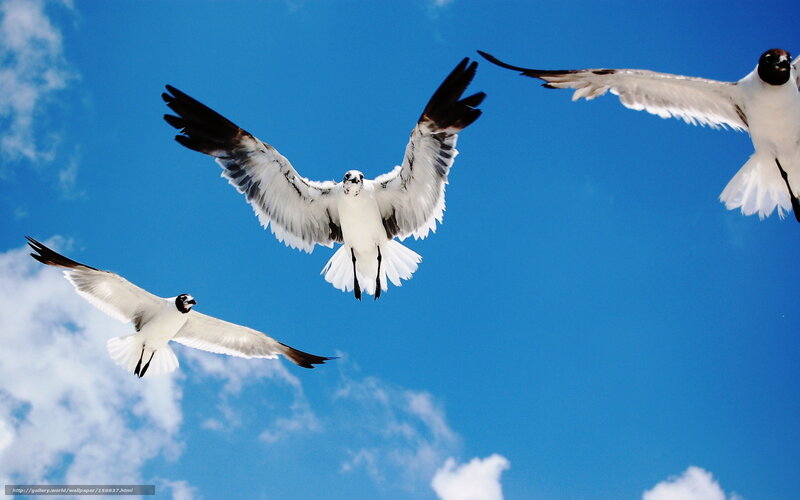 Three Seagulls Flying — Blue, Serene