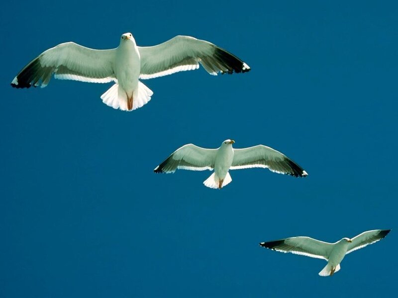 Three Seagulls Flying — Blue