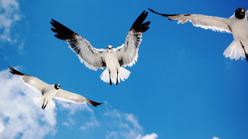 Three Seagulls Flying