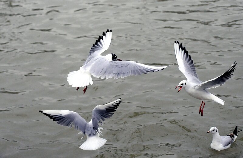 Three Seagulls Flying — White, Active
