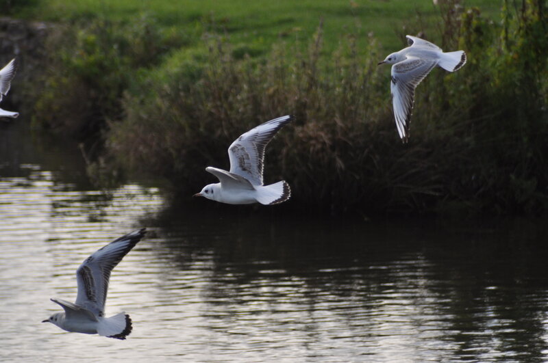 Three Seagulls Flying — White