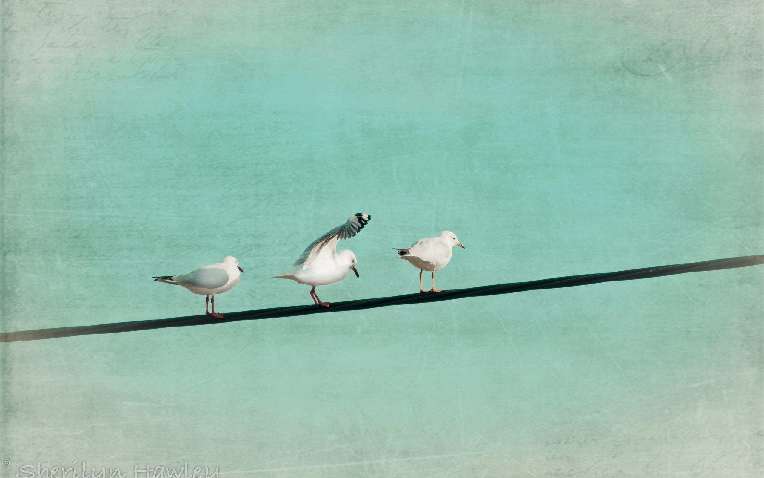 Three seagulls on a wire