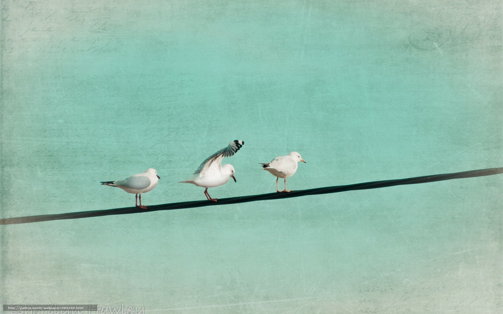 Three seagulls on a wire
