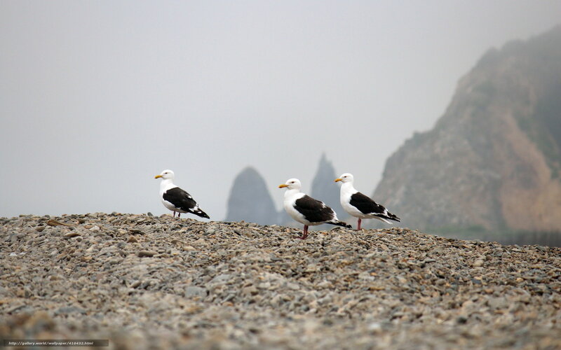 Three Seagulls on Pebbles