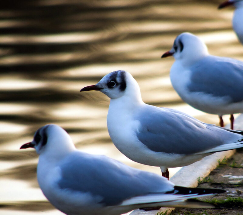 Three Seagulls on Shore