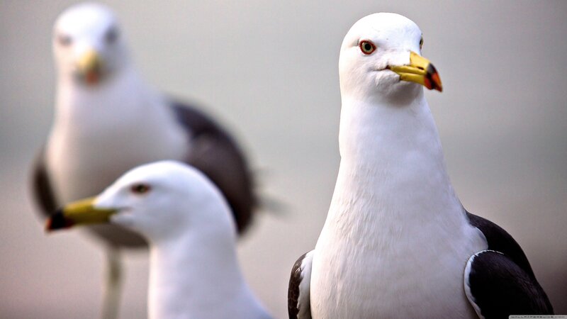 Three Seagulls