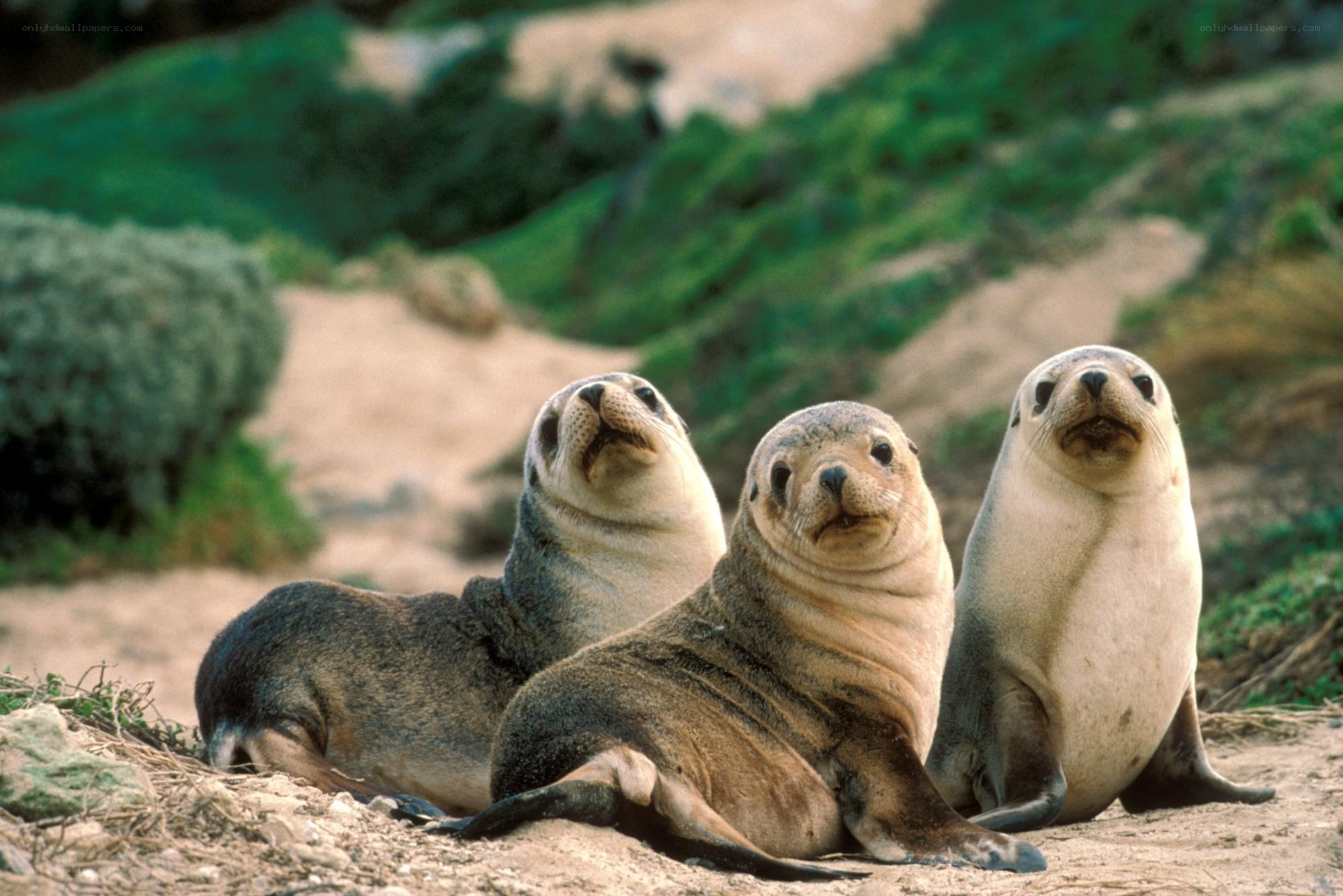 Three seal pups on a beach