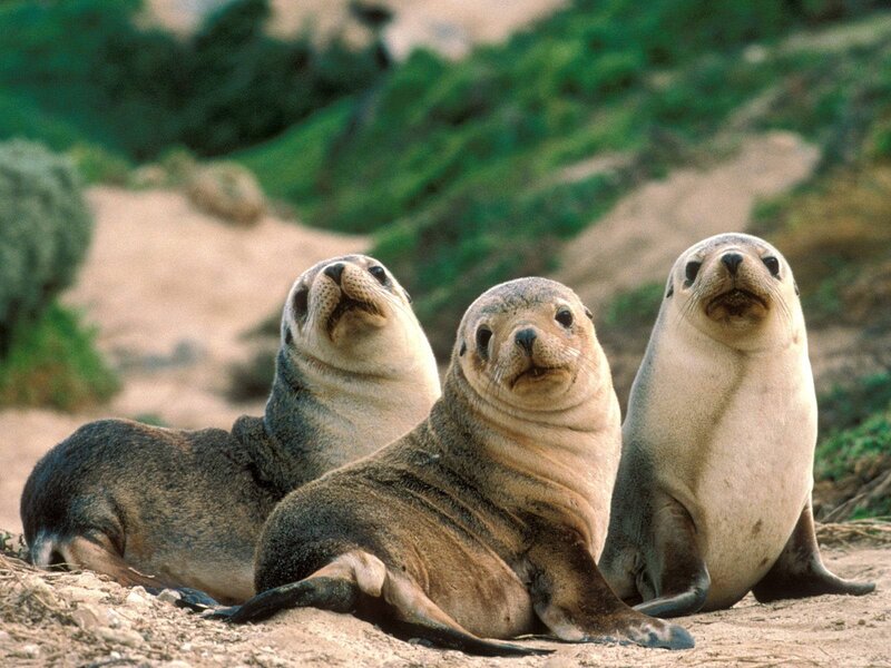 Three Seal Pups