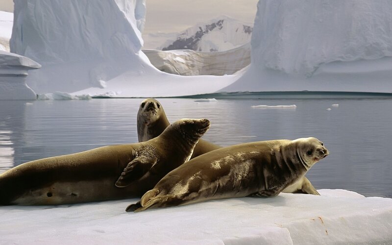 Three Seals on Ice