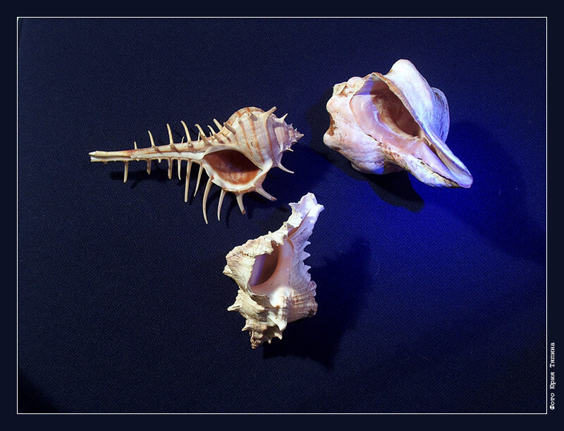 Three seashells on dark blue