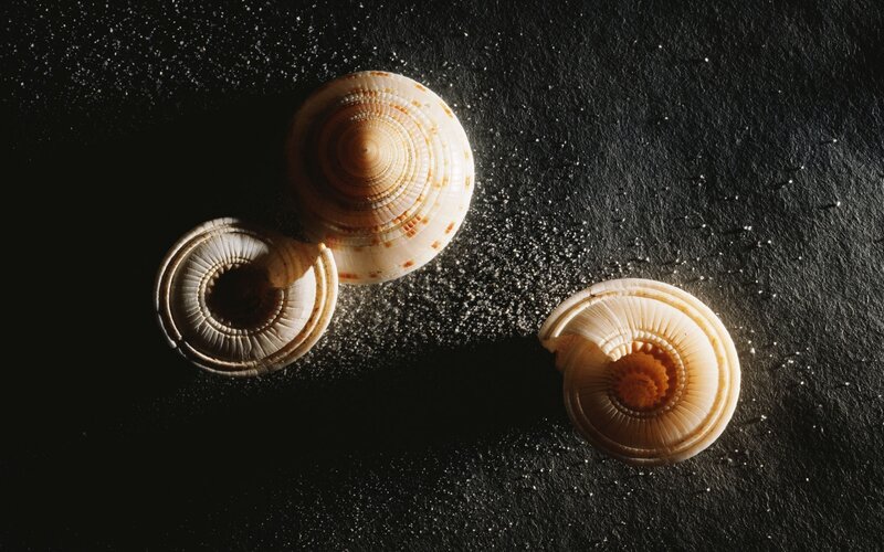 Three seashells on dark surface