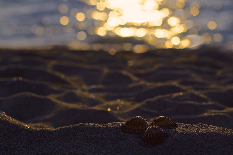 Three Seashells on Sand — Brown