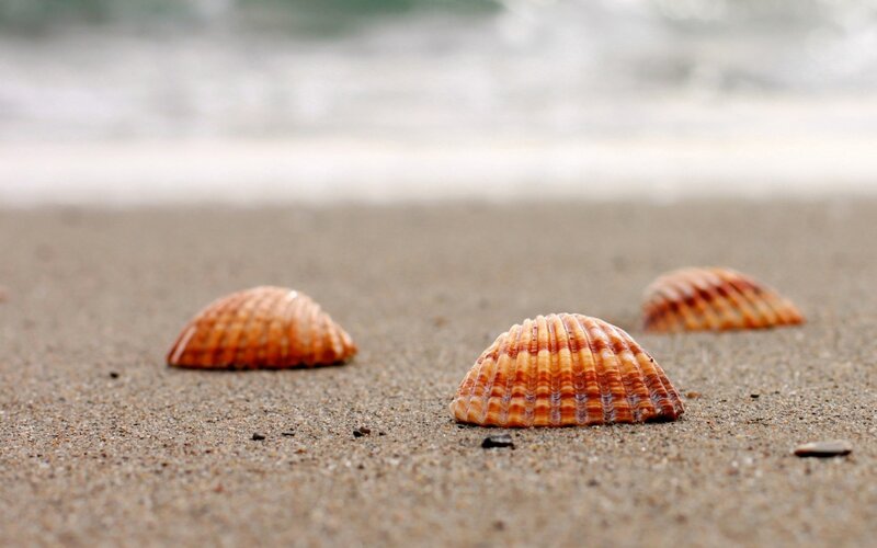 Three Seashells on Sand