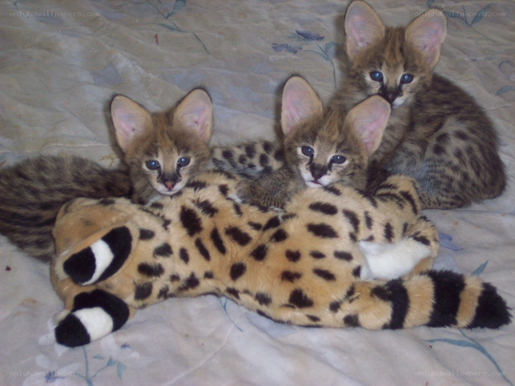 three serval kittens on blanket