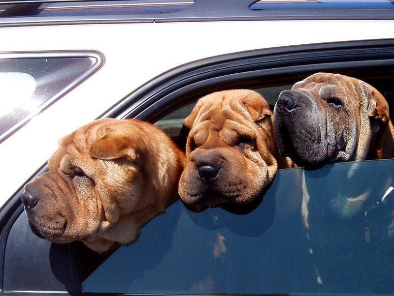 Three Shar Pei Dogs — Brown