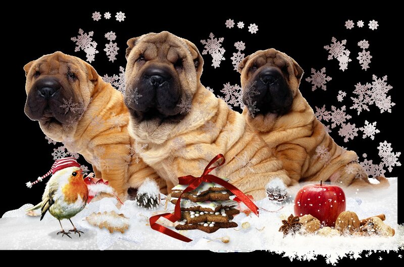 Three Shar Pei Dogs
