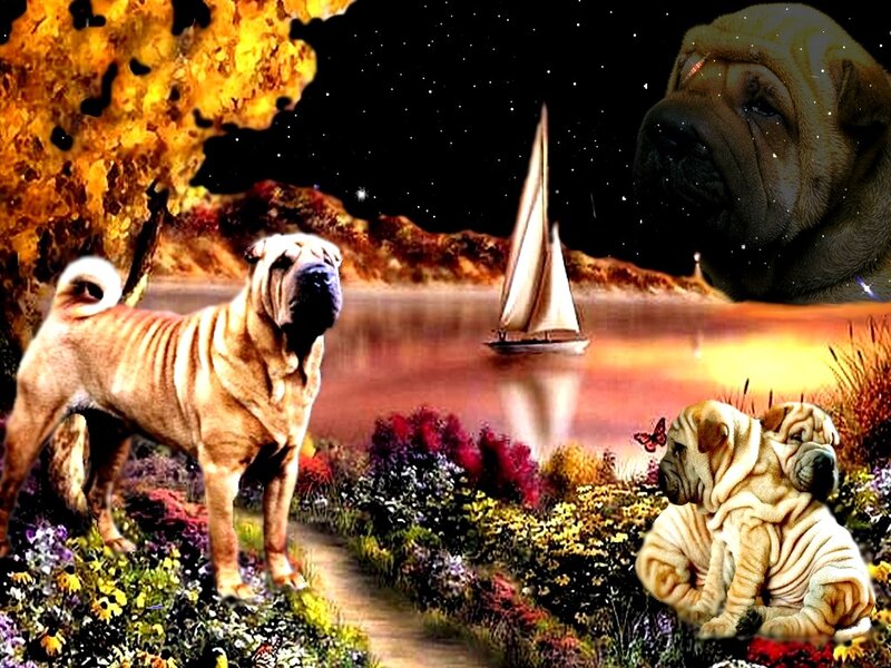 Three Shar Pei Dogs — Yellow
