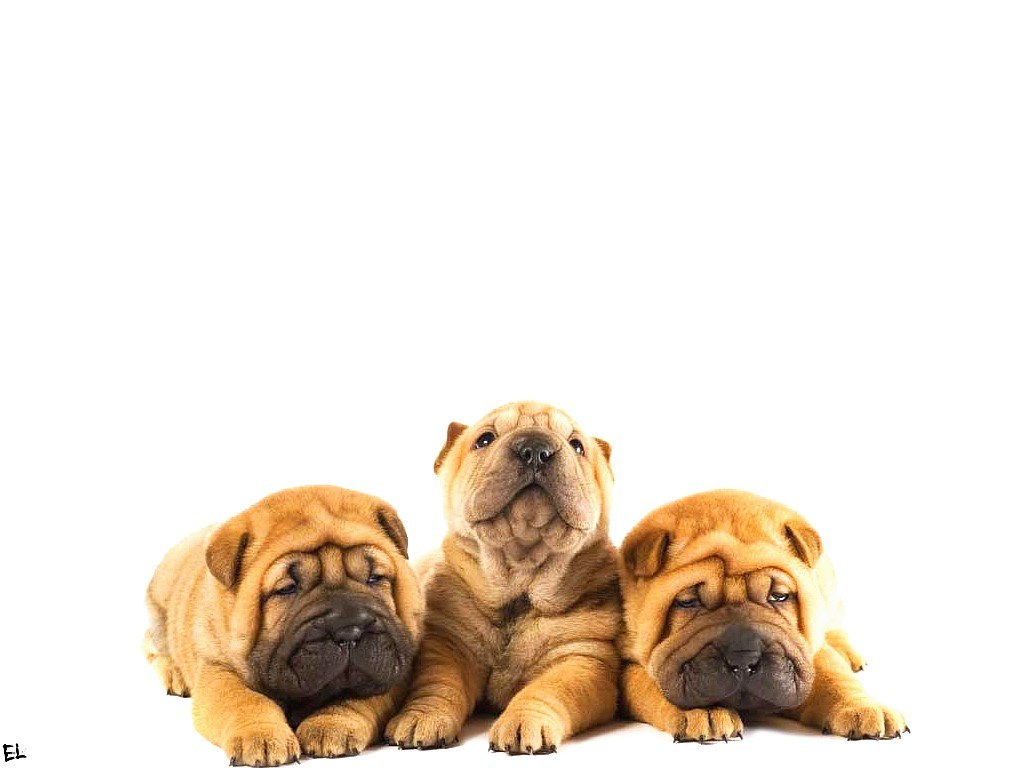 three shar pei puppies