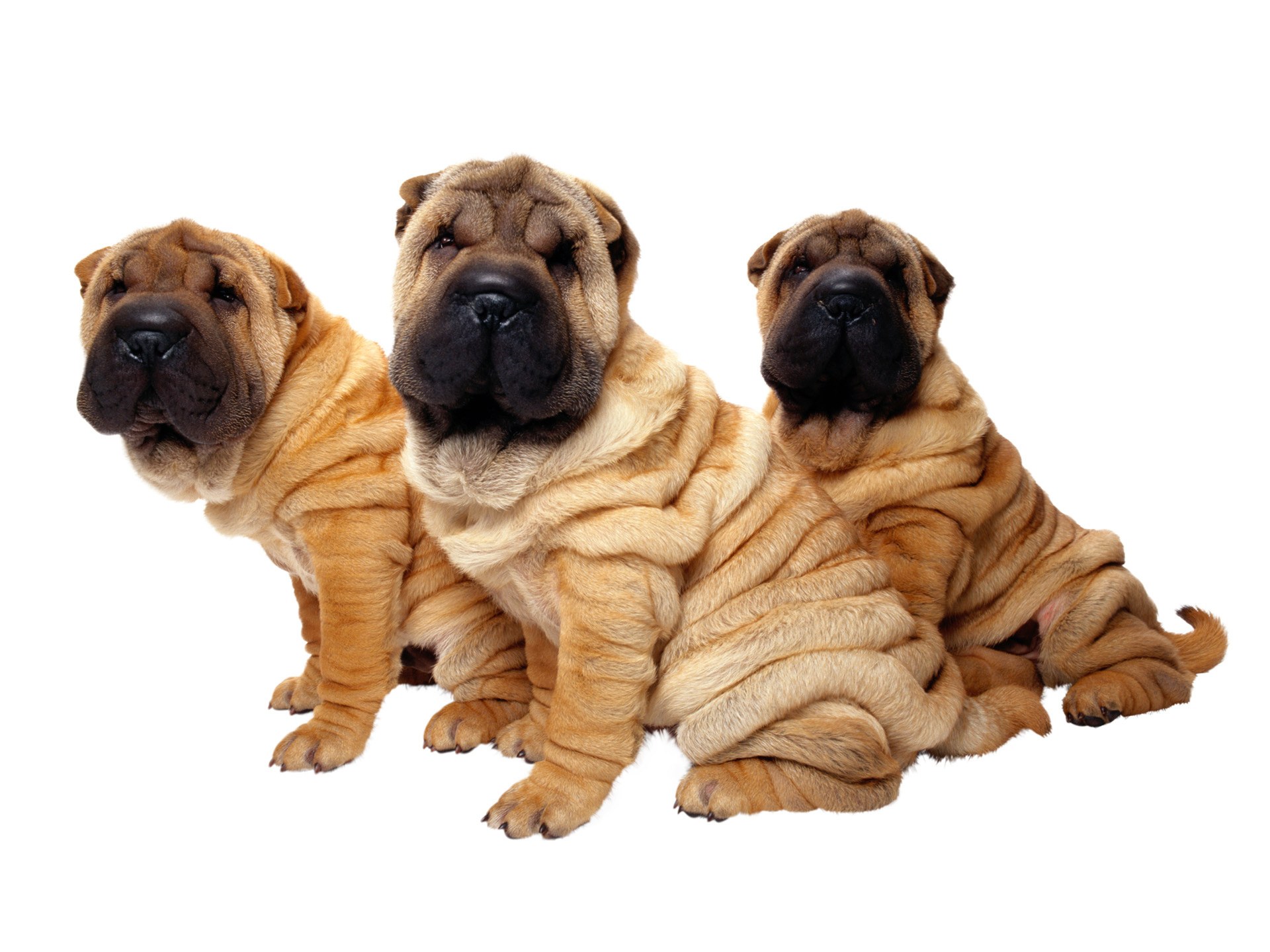 three shar pei puppies