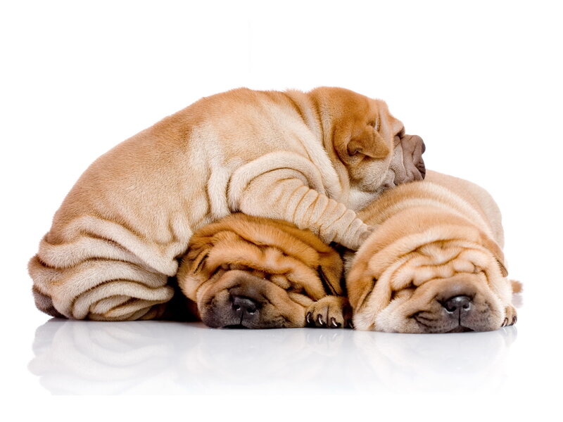 Three Shar-pei Puppies — Beige