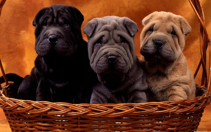 Three Shar-pei Puppies — Brown, Calm, Photograph