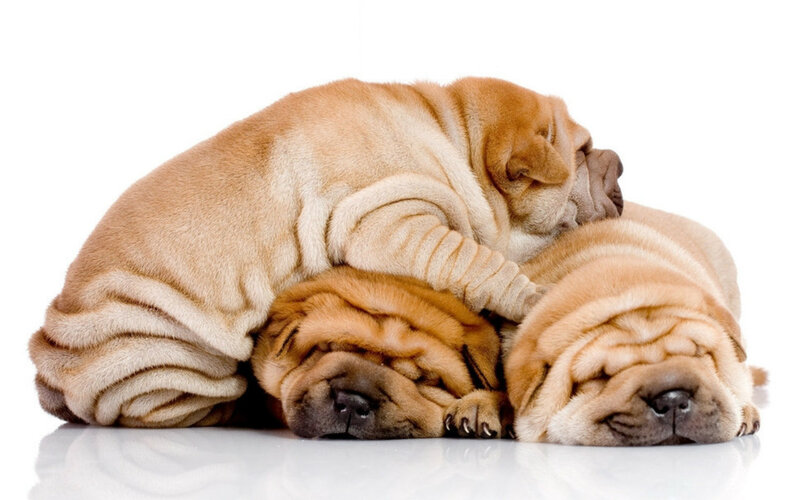 Three Shar Pei Puppies — Brown, Peaceful