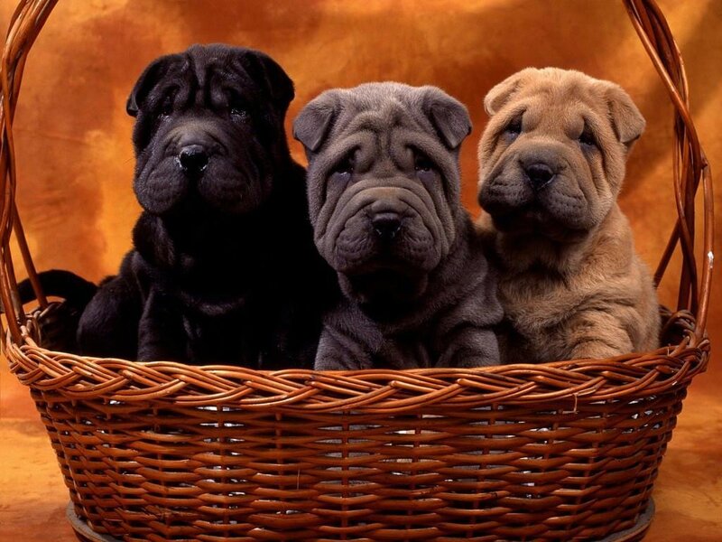 three shar pei puppies in a basket