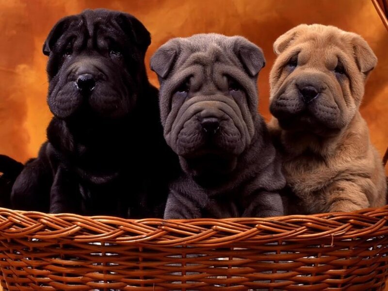three shar pei puppies in a basket