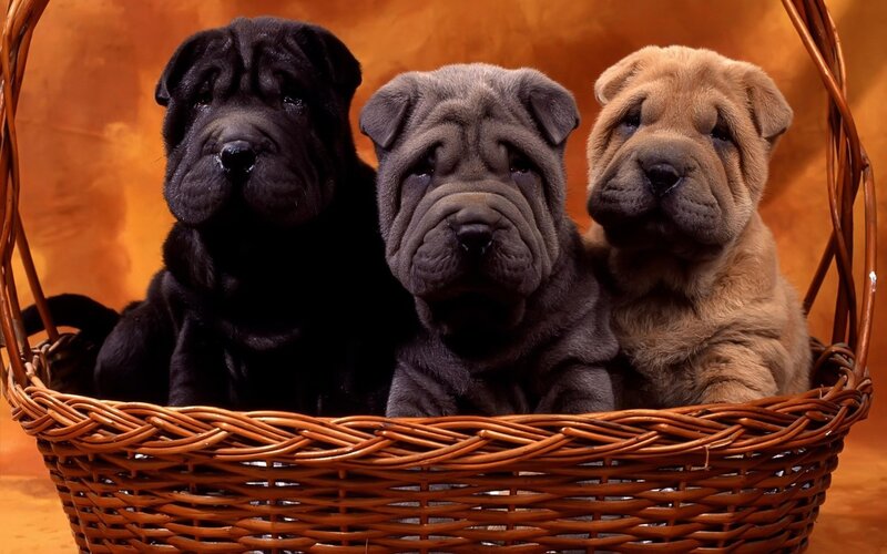 three shar-pei puppies in basket