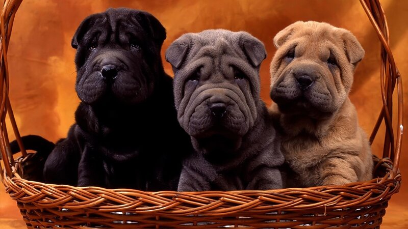 three shar pei puppies in basket