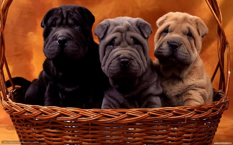three shar pei puppies in basket