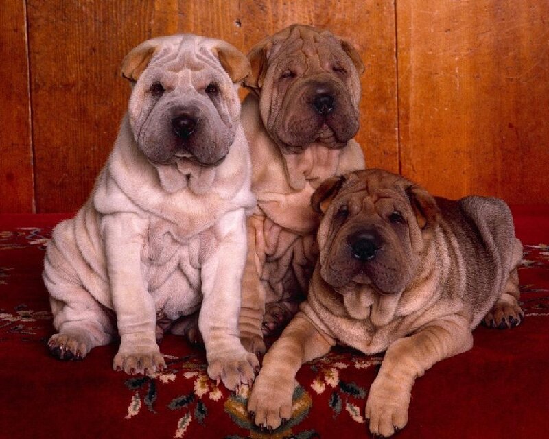 Three Shar-Pei puppies on a rug