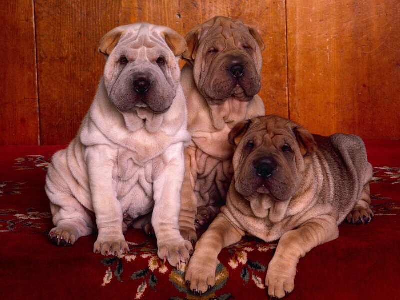 Three Shar-Pei puppies on a rug