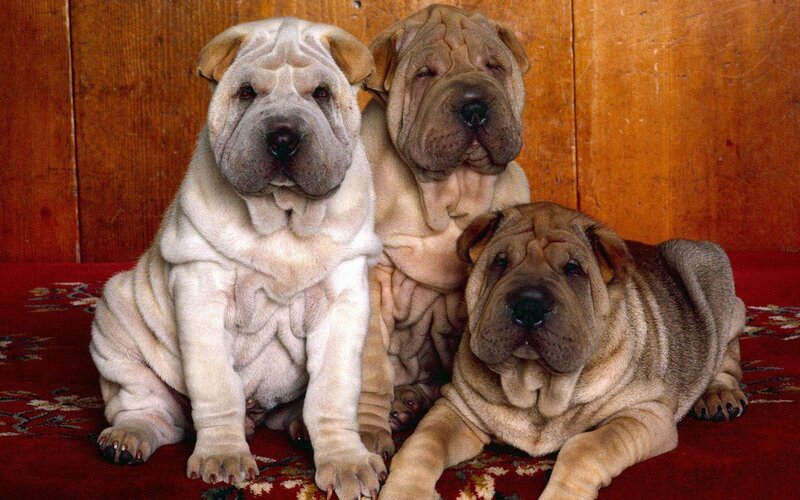 Three Shar Pei Puppies — Red, Calm, Photograph